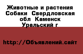 Животные и растения Собаки. Свердловская обл.,Каменск-Уральский г.